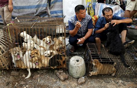 how many dogs are killed in china for meat
